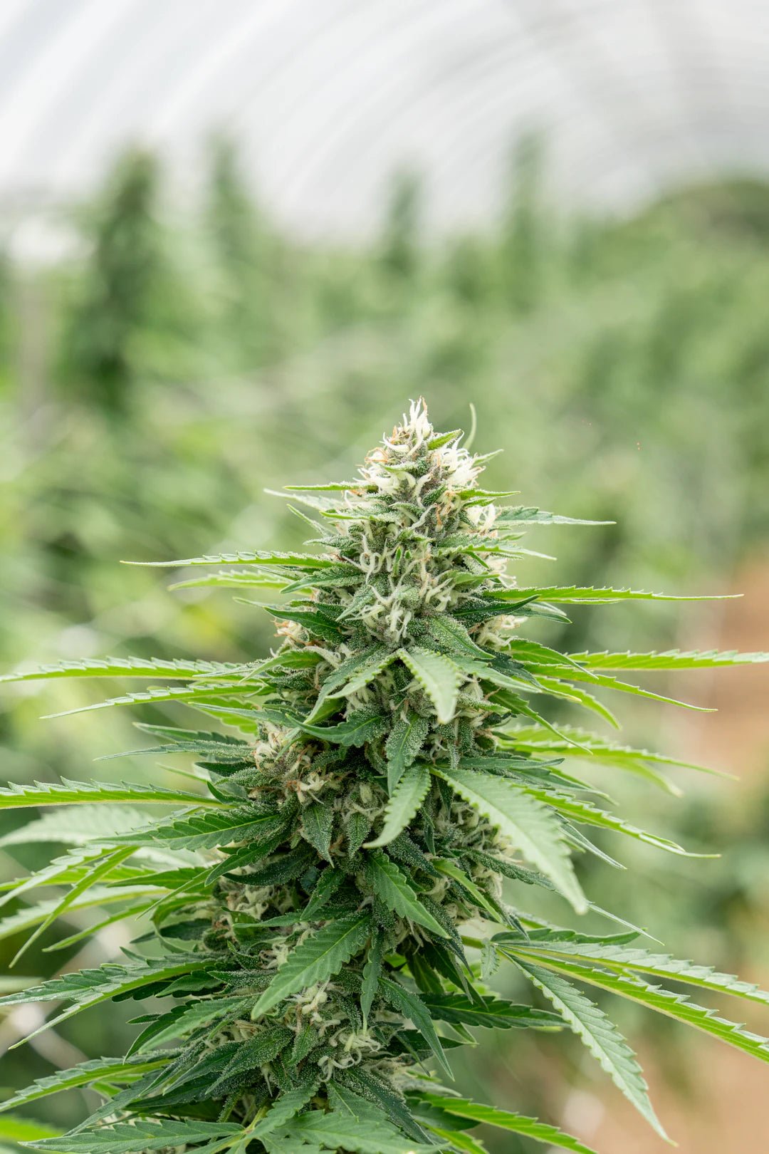 Fleurs de CBD fruitées pour une relaxation naturelle - La Maison Du Canab