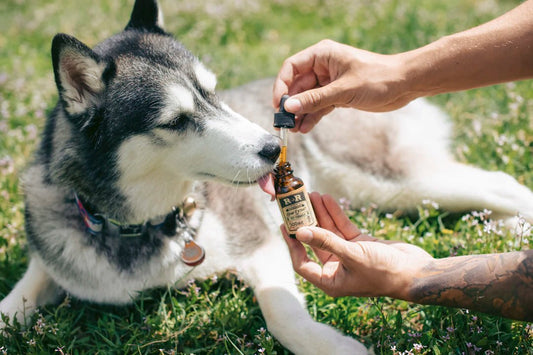 Huiles et baumes CBD pour le bien-être des animaux - La Maison Du Canab