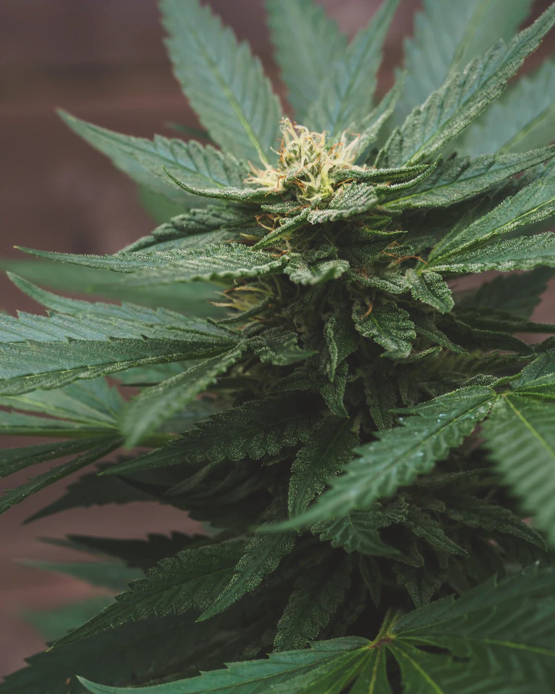 Le Rôle Essentiel des Terpènes dans l'Efficacité du CBD - La Maison Du Canab