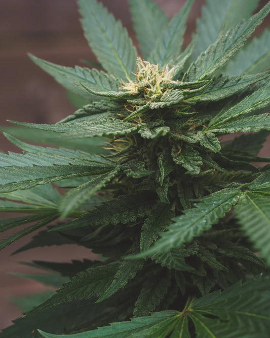 Le Rôle Essentiel des Terpènes dans l'Efficacité du CBD - La Maison Du Canab