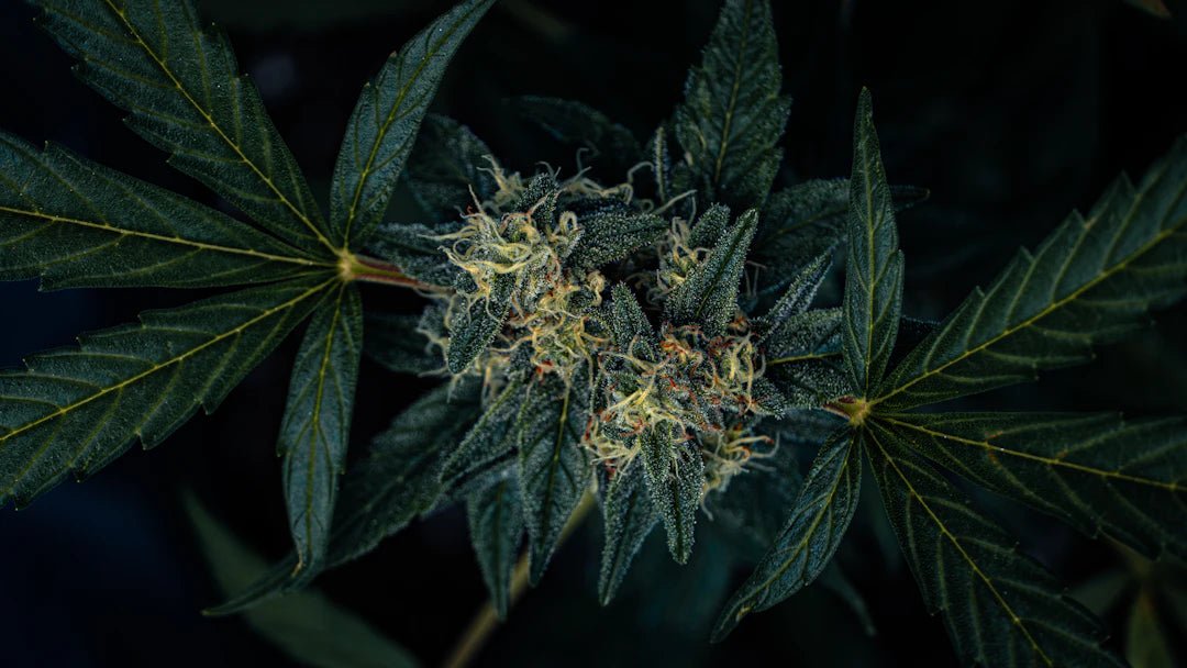 Les remèdes à base de plantes : L'huile CBD au service des soins - La Maison Du Canab