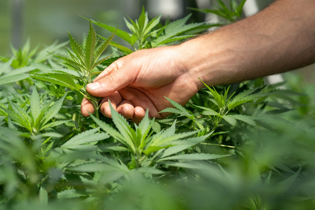 person holding green grass during daytime
