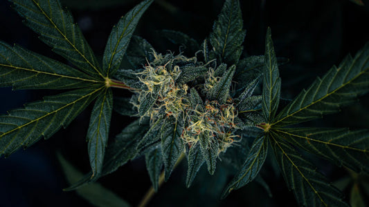 Les remèdes à base de plantes  L'huile CBD au service des soins