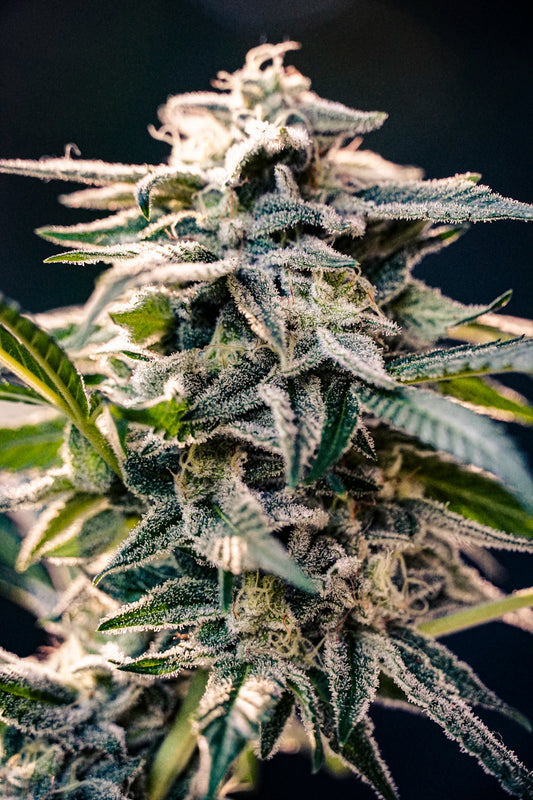 Exploration du CBD et son Usage en Médecine Traditionnelle